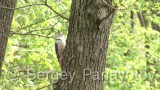 Video of Middle Spotted Woodpecker - Middle Spotted Woodpecker in nest period